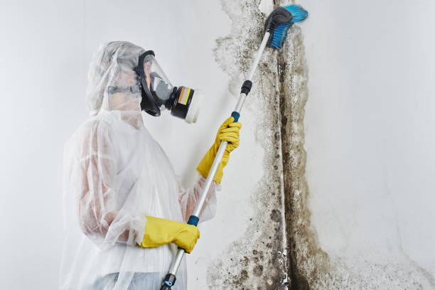 Best Health and Safety Mold Remediation in Ackerman, MS