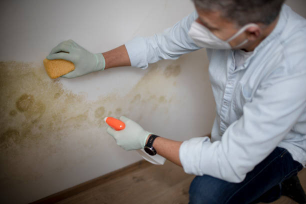 Best Attic Mold Remediation in Ackerman, MS