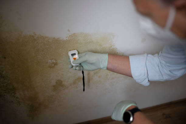 Best Health and Safety Mold Remediation in Ackerman, MS