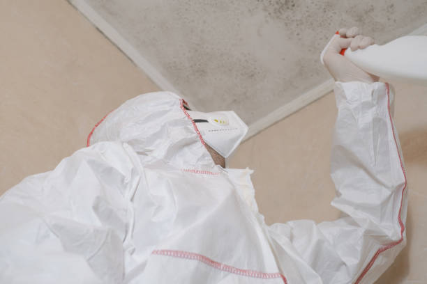 Best Attic Mold Remediation in Ackerman, MS