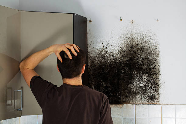 Best Emergency Mold Remediation in Ackerman, MS