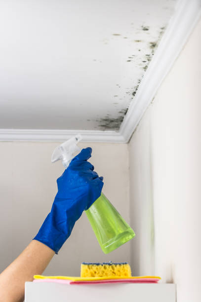 Best Emergency Mold Remediation in Ackerman, MS